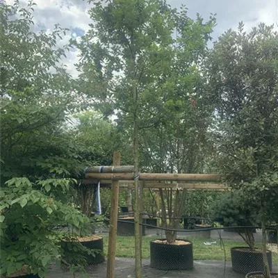 Hochstamm 24/25-C44 860 - Stieleiche - Quercus robur - Collection