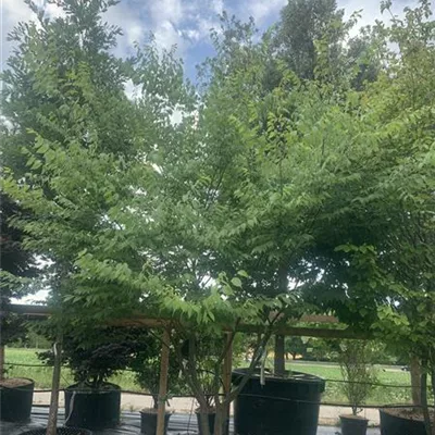 Schirmform 25-096 1450 - Japanische Zelkove - Zelkova serrata - Collection