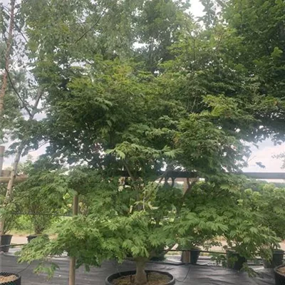 Solitär HP23-30 2950 - Japanischer Feuerahorn 'Aconitifolium' - Acer japonicum 'Aconitifolium' - Collection