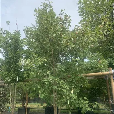 Schirmform 25-190 1350 - Schneeballahorn - Acer opalus - Collection
