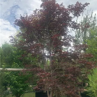 Solitär 400-450 Nr. HP23-22 4100 - Roter Fächerahorn 'Bloodgood' - Acer palmatum 'Bloodgood' - Collection