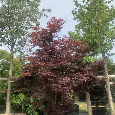 Solitär 250-275 Nr. HP23-105 2750 - Roter Fächerahorn 'Bloodgood' - Acer palmatum 'Bloodgood' - Collection