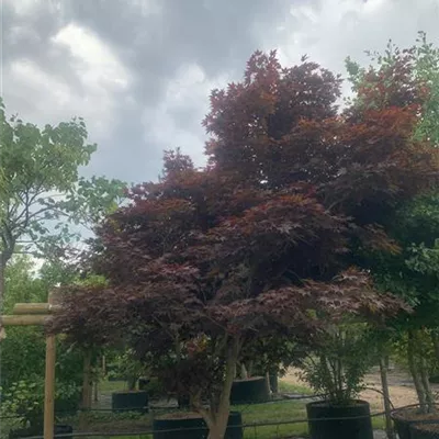 Solitär / EXC 250-275 24-1284 2750 - Roter Fächerahorn 'Bloodgood' - Acer palmatum 'Bloodgood' - Collection