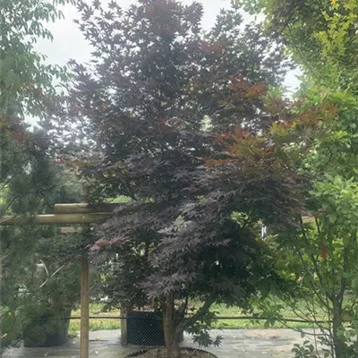 Solitär 25-174 3481 - Roter Fächerahorn 'Bloodgood' - Acer palmatum 'Bloodgood' - Collection