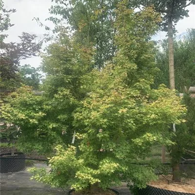 Solitär 175-200 HP24-163 1400 - Fächerahorn 'Orange Dream' - Acer palmatum 'Orange Dream' - Collection