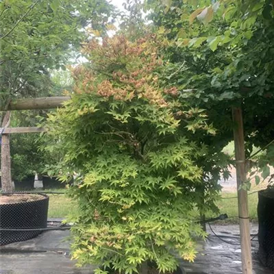 Solitär/EXC 200-225 HP24-164 1290 - Japan. Ahorn - Acer palmatum 'Osakazuki' - Collection