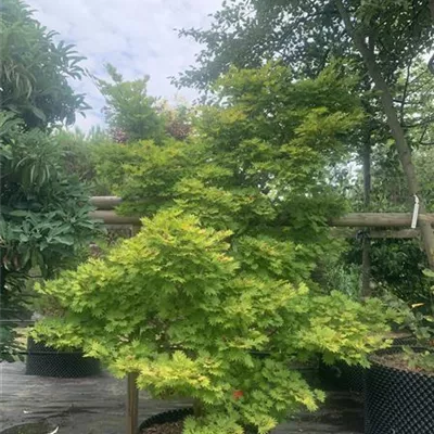 Solitär / EXC 225-250 HP24-199 2580 - Japanischer Goldahorn 'Aureum' - Acer shirasawanum 'Aureum' - Collection