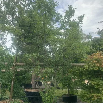 Schirmform 250-275 24-1283 1250 - Kupfer-Felsenbirne - Amelanchier lamarckii - Collection