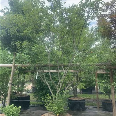 Schirmform 25-159 1750 - Kupfer-Felsenbirne - Amelanchier lamarckii - Collection