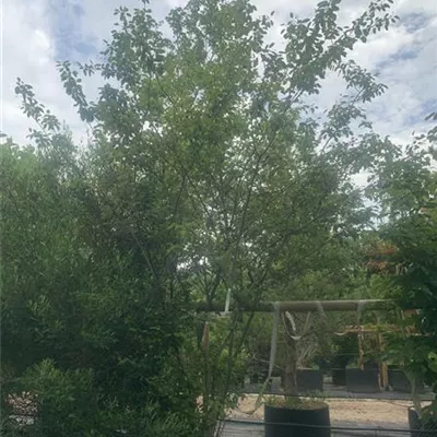 Schirmform 25-153 1750 - Kupfer-Felsenbirne - Amelanchier lamarckii - Collection