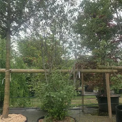 Schirmform 25-157 1750 - Kupfer-Felsenbirne - Amelanchier lamarckii - Collection