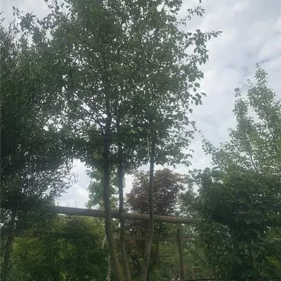 mehrstämmig 400-500 24-B52 1940 - Hainbuche,Weißbuche - Carpinus betulus - Collection