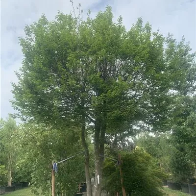 Kistenform 300 x 300 x 150 25-194 4950 - Hainbuche,Weißbuche - Carpinus betulus - Collection