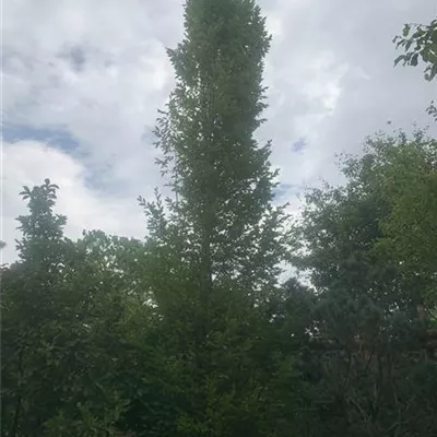 Solitär 600-700 24-1307 2100 - Pyramiden-Hainbuche 'Fastigiata' - Carpinus betulus 'Fastigiata' - Collection