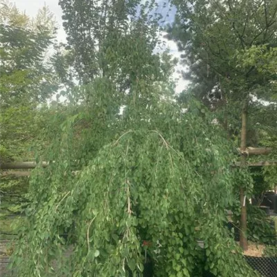 Solitär / EXC 300-350 HP24-268 1770 - Hängender Katsurabaum - Cercidiphyllum japonicum 'Pendulum' - Collection