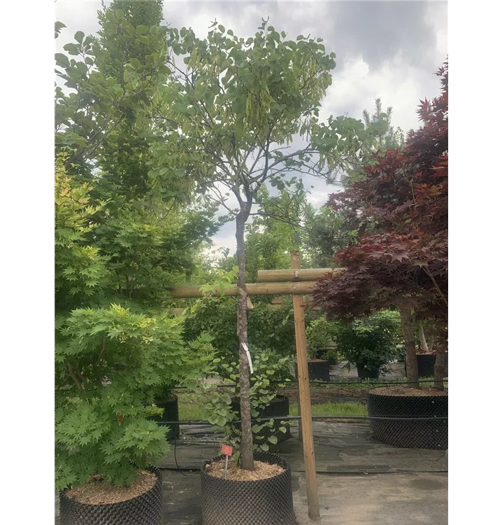 Gemeiner Judasbaum 'Alba' - Cercis siliquastrum 'Alba' - Collection