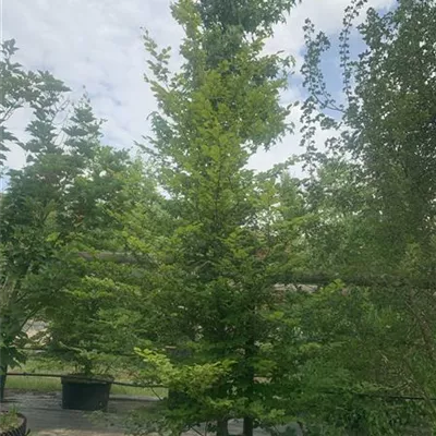 Solitär / EXC 275-300 HP24-350 680 - Rotbuche - Fagus sylvatica - Collection
