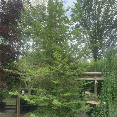 Solitär / EXC 275-300 HP24-353 680 - Rotbuche - Fagus sylvatica - Collection