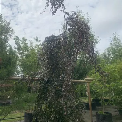Solitär / EXC 275-300 HP24-367 1720 - Blutbuche 'Purple Fountain' - Fagus sylvatica 'Purple Fountain' - Collection