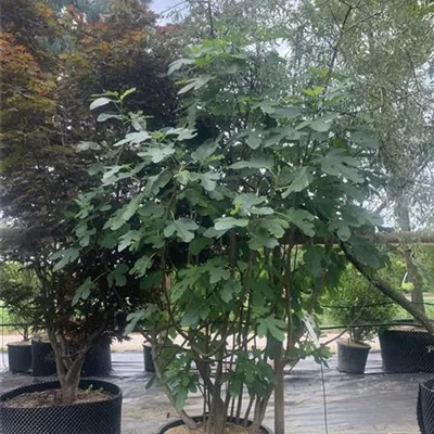 Solitär 25-104 511 - Feige - Ficus carica CAC - Collection