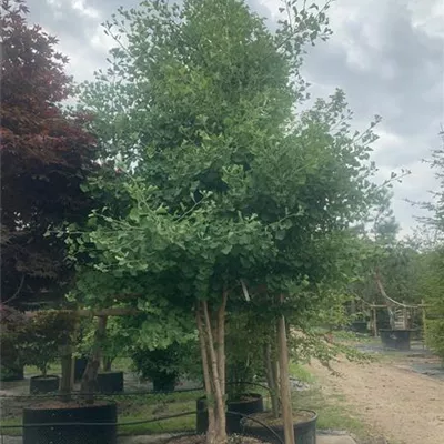 Solitär 300-350 23-30C 1950 - Fächerblattbaum 'Princeton Sentry' - Ginkgo biloba 'Princeton Sentry' - Collection