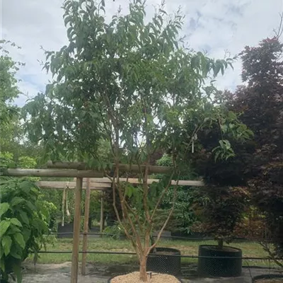 Schirmform 150-200 x 200-250 24-A58 1650 - Heptacodium - Heptacodium miconioides - Collection