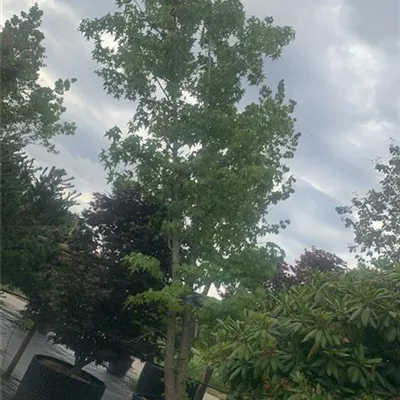 Solitär 600-700 24-1269 4200 - Amerikanischer Amberbaum - Liquidambar styraciflua - Collection