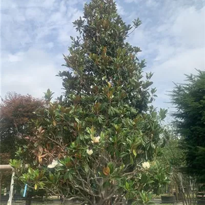 Solitär 24-8013 6500 - Baum-Magnolie 'Galissonniere' - Magnolia grandiflora 'Galissonniere' - Collection
