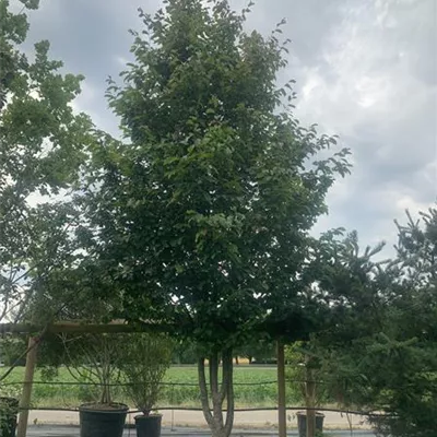 Schirmform 350-400 24-1279 3450 - Eisenbaum - Parrotia persica - Collection