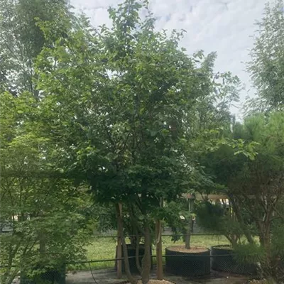 Schirmform 24-C09 2240 - Eisenbaum - Parrotia persica - Collection