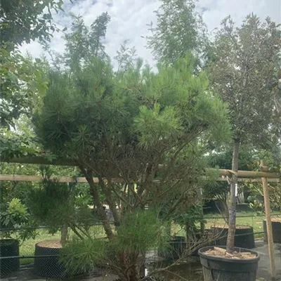Solitär / EXC 200-250 HP24-649 1600 - Japan.Strauchkiefer 'Umbraculifera' - Pinus densiflora 'Umbraculifera' - Collection