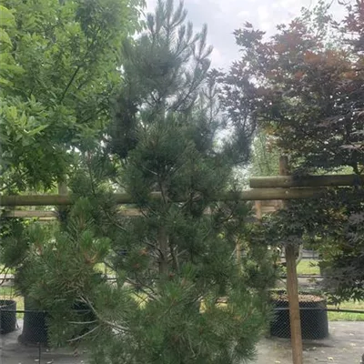 Solitär 225-250 HP24-667 1069 - Schlangenhautkiefer - Pinus heldreichii - Collection
