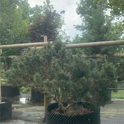 Solitär 125-150 Nr. HP23-160 1150 - Kugel-Kiefer 'Mops' - Pinus mugo 'Mops' - Collection