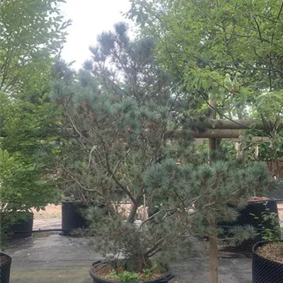 Solitär 150-175 HP24-679 1351 - Zwergkiefer 'Oosthoek' - Pinus pumila 'Oosthoek' - Collection
