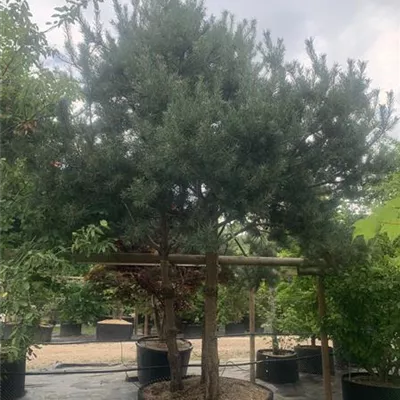 Charakterbaum 50-60 23-65D 7500 - Kiefer - Pinus sylvestris - Collection