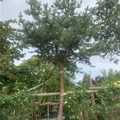 Charakterbaum 45-50 24-1301 5950 - Kiefer - Pinus sylvestris - Collection