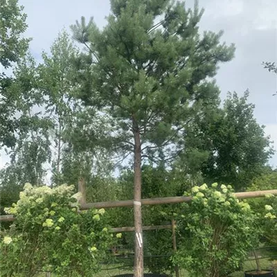Hochstamm 25-200 5500 - Kiefer - Pinus sylvestris - Collection