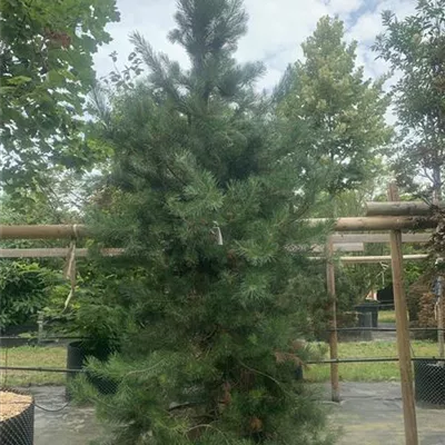 Solitär GP25-0050 1050 - Kiefer - Pinus sylvestris - Collection