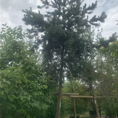 Charakterbaum 35-40 23-68D 3300 - Wald-Kiefer 'Glauca' - Pinus sylvestris 'Glauca' - Collection