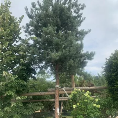 Hochstamm 25-097 2550 - Wald-Kiefer 'Glauca' - Pinus sylvestris 'Glauca' - Collection