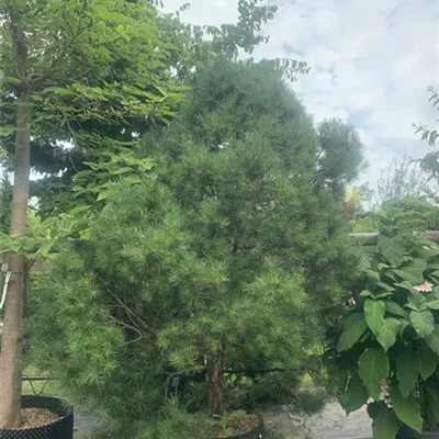 Solitär 225-250 HP24-687 2165 - Kugel-Kiefer 'Globosa Viridis' - Pinus sylvestris 'Globosa Viridis' - Collection