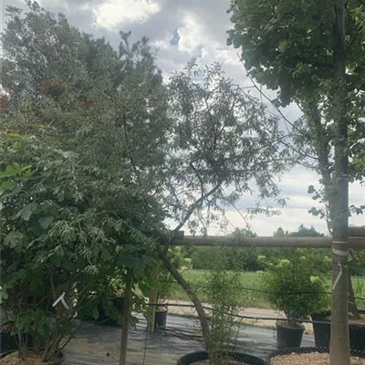 Schirmform 25-103 1800 - Hängende Wildbirne - Pyrus salicifolia 'Pendula' - Collection