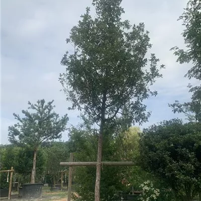 Hochstamm 25-30 24-A52 2690 - Spanische Eiche 'Wageningen' - Quercus hispanica 'Wageningen' - Collection