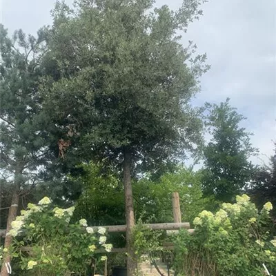 Hochstamm VP24-8049 4995 - Stein-Eiche - Quercus ilex - Collection
