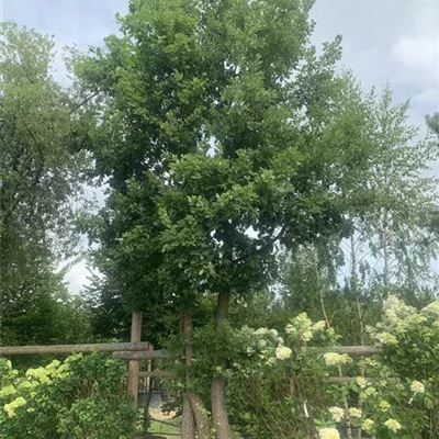 Charakterbaum 200-300 x 700-800 23-79A 10200 - Flaumeiche - Quercus pubescens - Collection