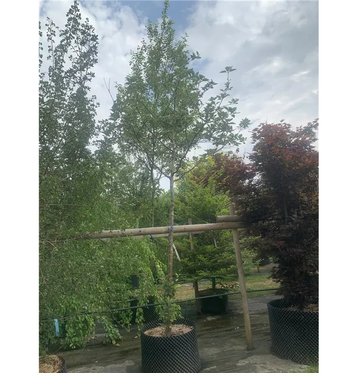 Mehlbeere - Sorbus aria - Collection