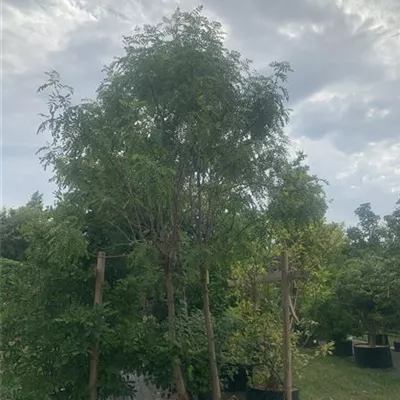 Sol 100-150 x 300-350 Nr. 22.8C 2000 - Speierling - Sorbus domestica - Collection