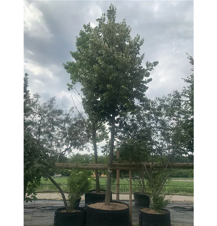 Silberlinde - Tilia tomentosa - Collection