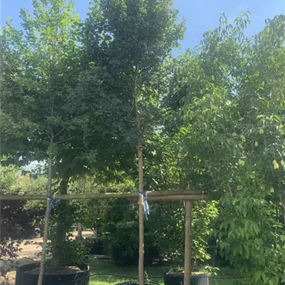 Hochstamm 20 - 25 25-532 1800 - Feldahorn - Acer campestre - Collection