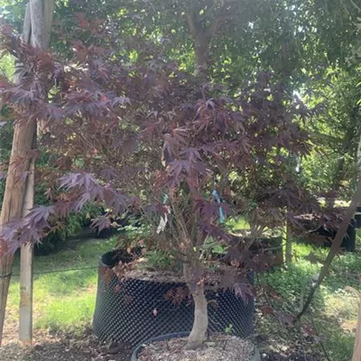 Solitär 25-516 840 - Roter Fächerahorn 'Bloodgood' - Acer palmatum 'Bloodgood' - Collection